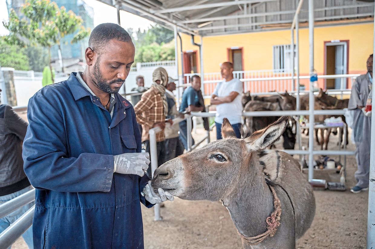 A veterinarian treating a donkey at the clinic. Ethiopia had around nine million donkeys in 2018.