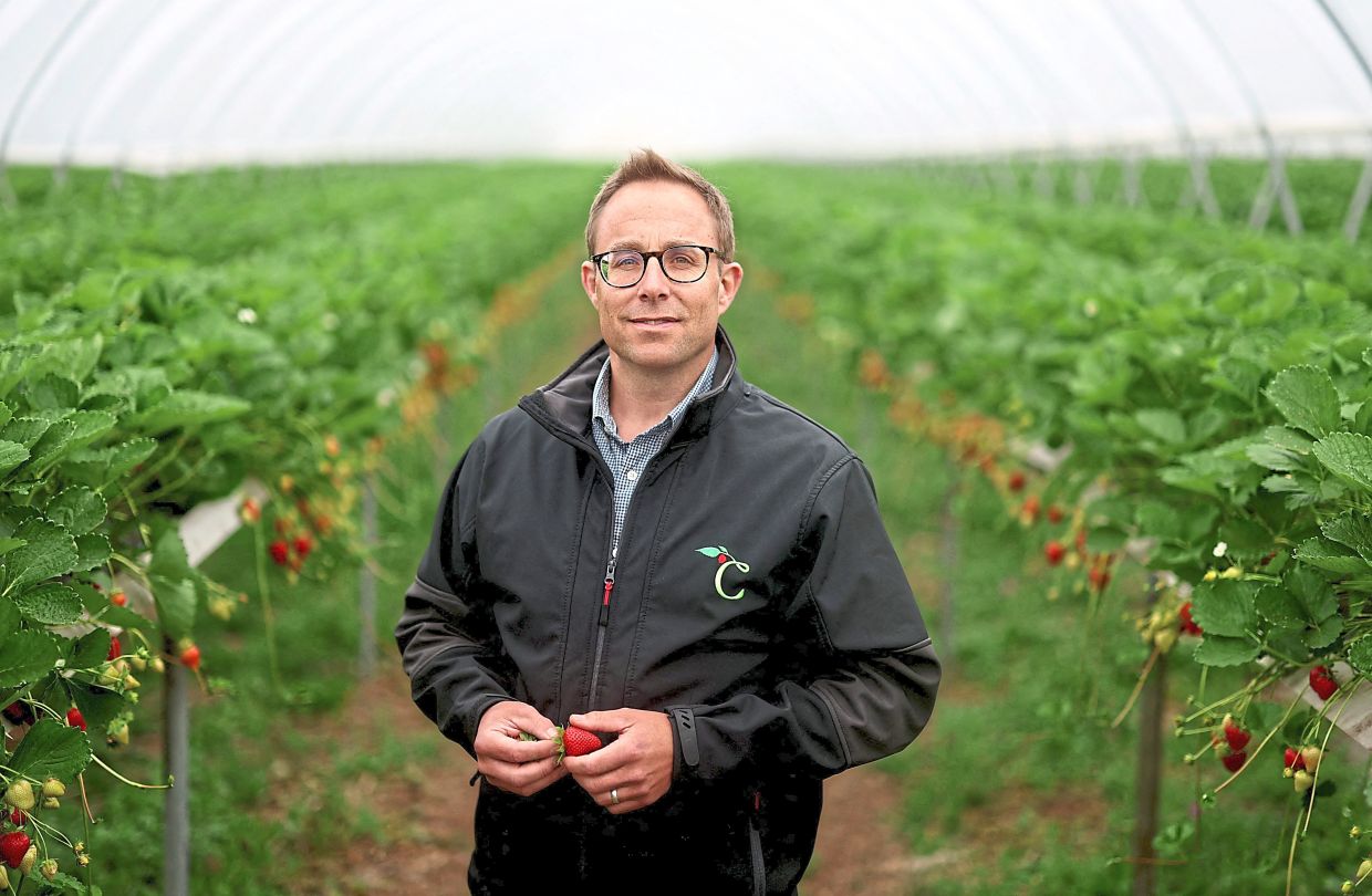 Miller says long periods of sun and cool nights provided ‘perfect’ conditions for the strawberry harvest. — HANNAH MCKAY/Reuters