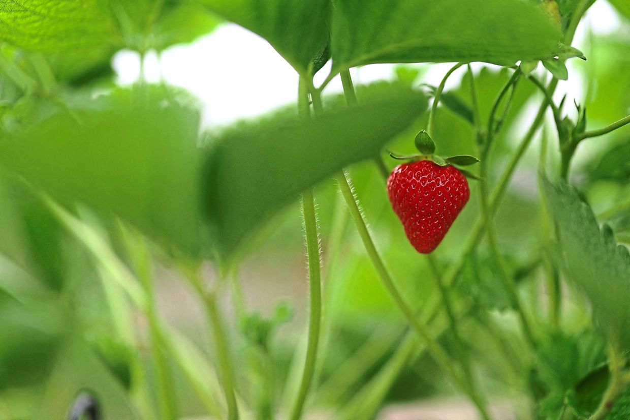 A strawberry inside a poly tunnel at Chambers farm near Maidstone, Kent. — HANNAH MCKAY/Reuters
