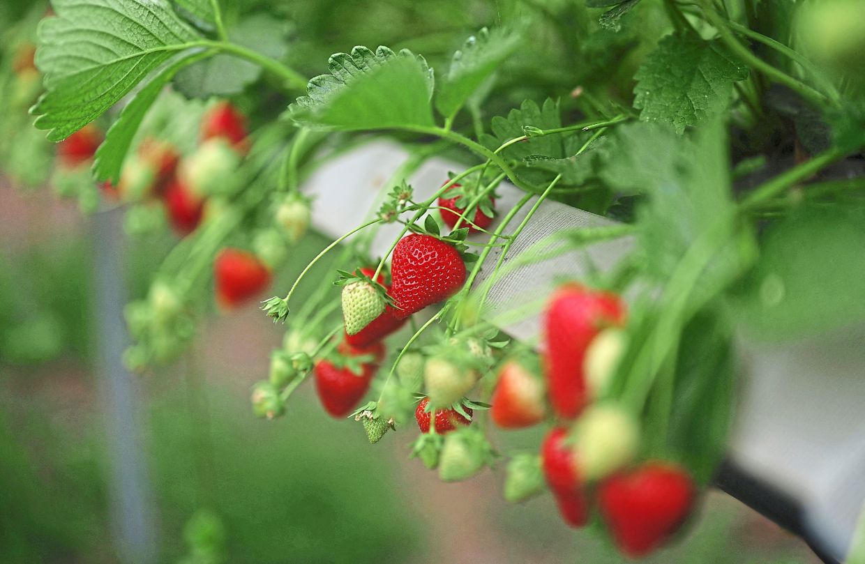 Strawberry plants are seen inside a poly tunnel.