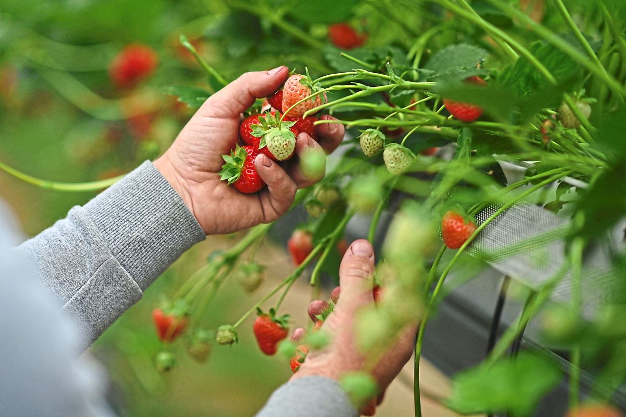 A seasonal worker picks strawberries at Hugh Lowe Farms.
