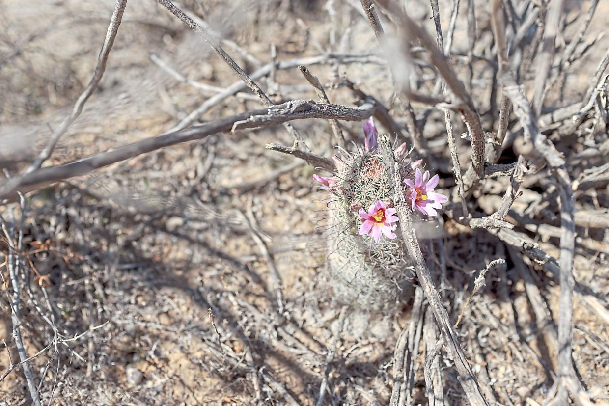 A cactus blooms in the Tonto National Forest.