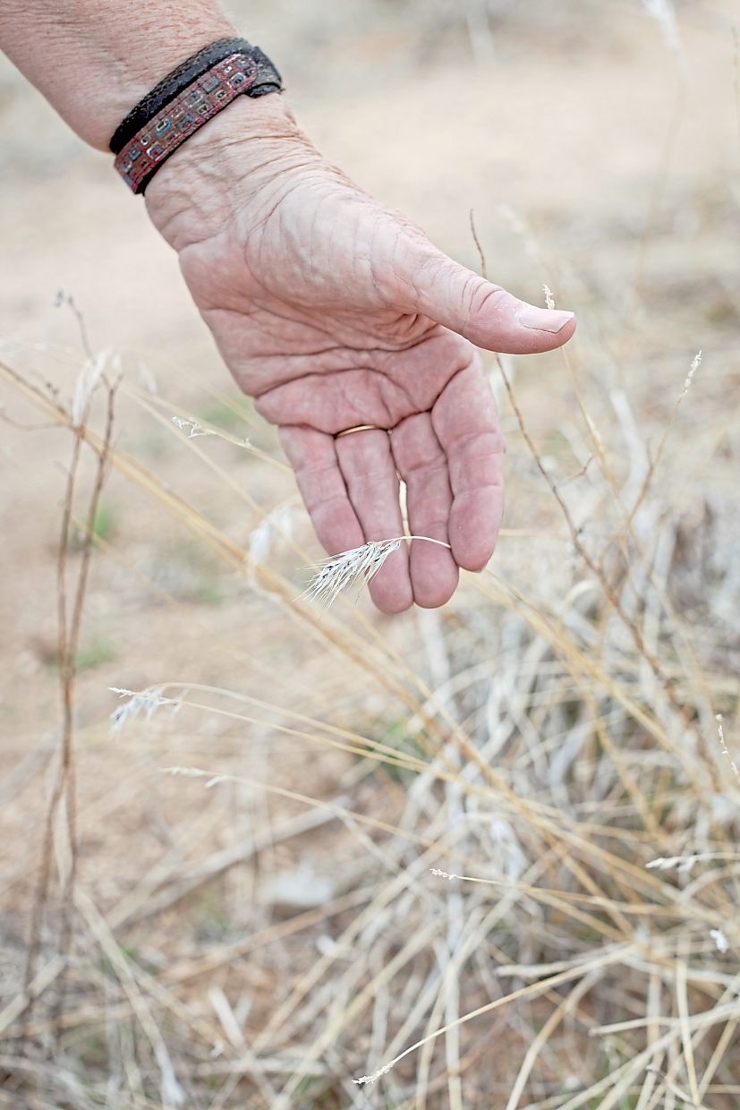 Fenner holds a blade of invasive red brome grass, which raises the risk of wildfire.