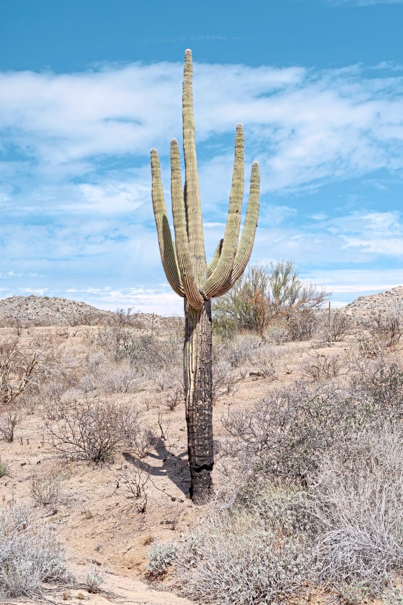 A dying saguaro cactus that was scorched by a fire in the Tonto National Forest.