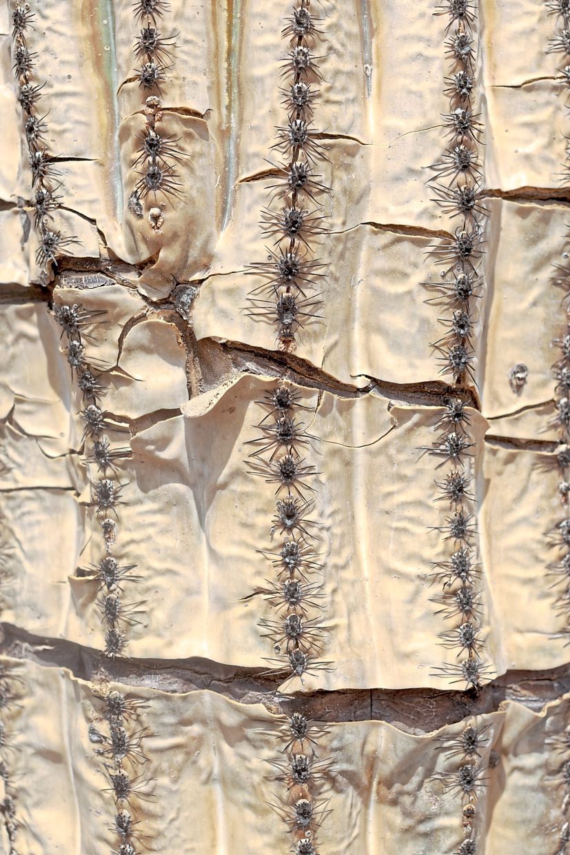 A detail of the epidermis of a fire-scorched saguaro cactus.