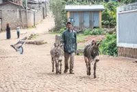 A free clinic for donkeys 