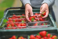 Britain's sunniest spring yields unusually sweet strawberries