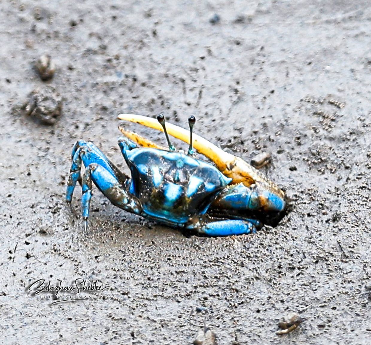 Tiny but vibrant, the male fiddler crab brandishes its oversized claw like a violinist mid-performance.