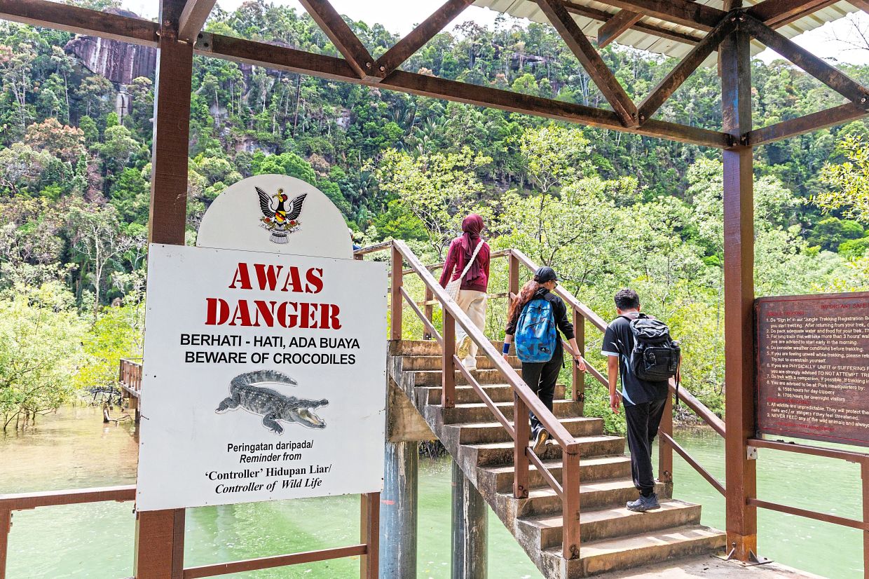 Bako’s welcome to visitors includes a stern reminder: this is wild country, and even the waters hold their own quiet predators.