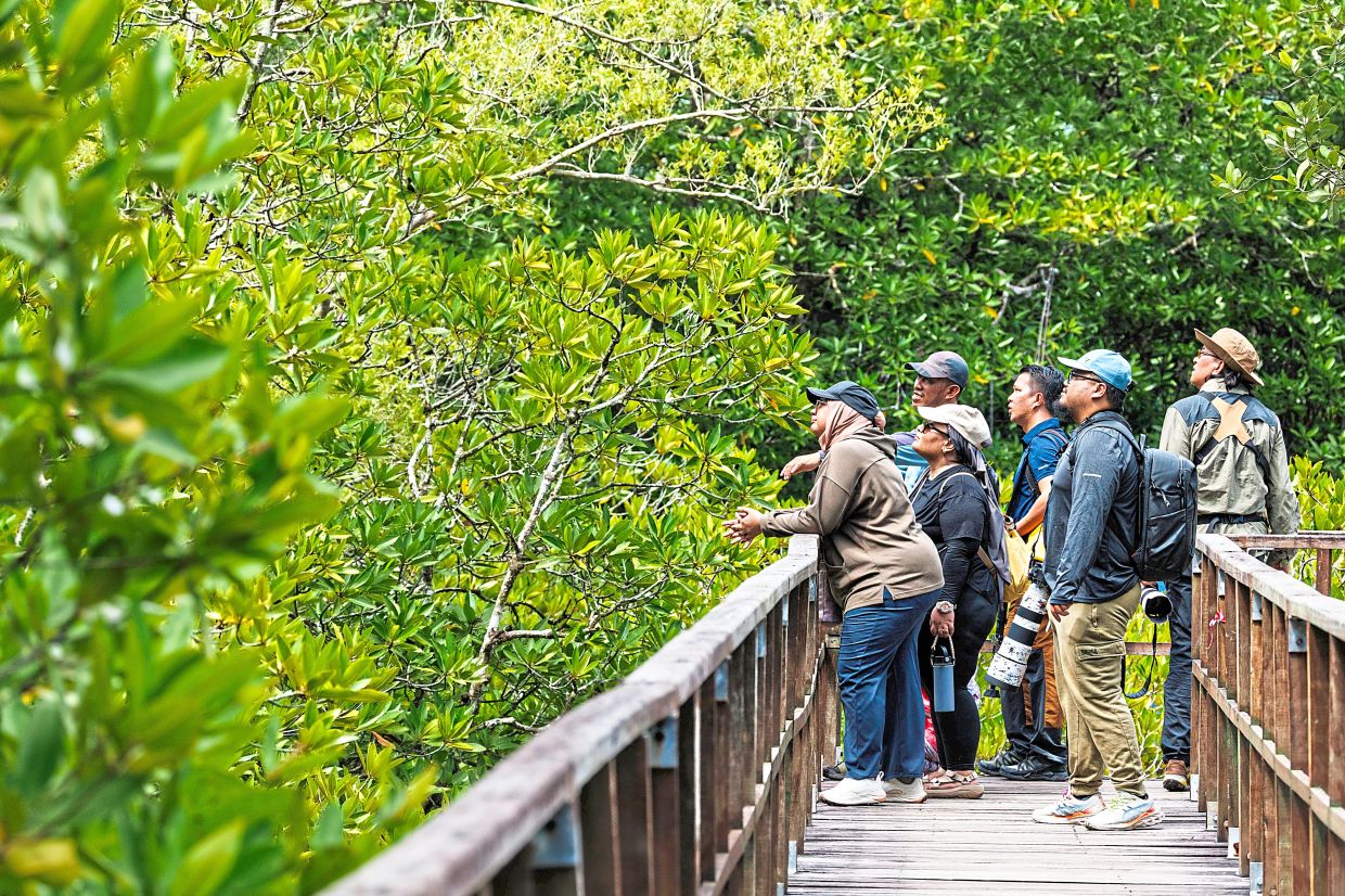 Nature lovers scan the treetops from Bako’s wooden boardwalk, where proboscis monkeys and tropical birds often emerge from the green veil.