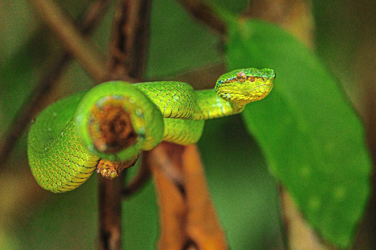 Coiled in stillness, the green pit viper waits in perfect silence. In Bako, danger is as dazzling as it is beautiful.