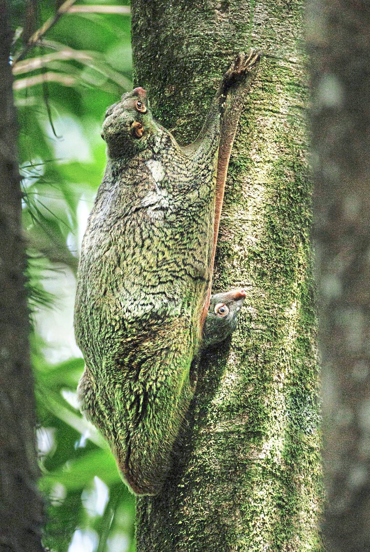 Clinging silently to a tree trunk, the elusive Sunda colugo melts into the bark.