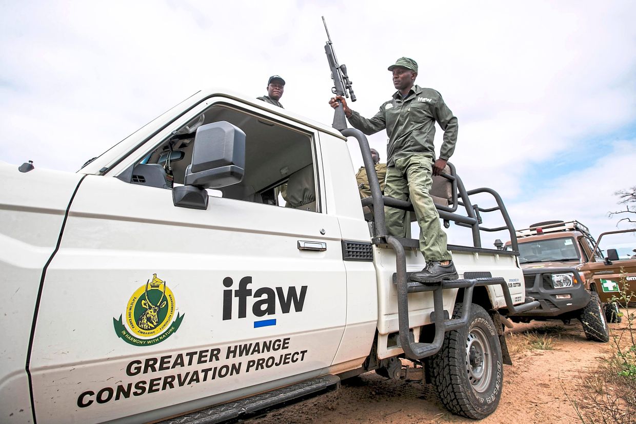 A Zimbabwe Parks and Wildlife Management Authority ranger carrying a dart gun for elephants in the Hwange National Park. — AP