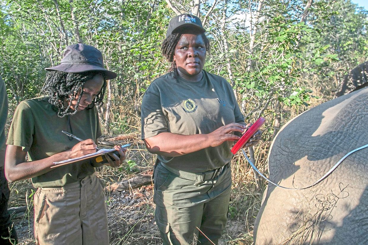 Officers recording measurements of an elephant.— AP