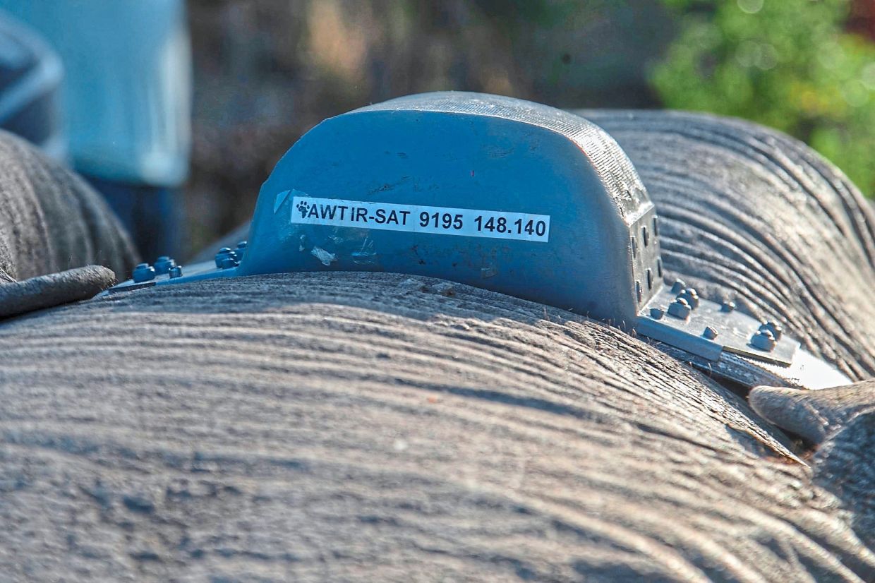 The GPS-enabled satellite collar on an elephant in the park. — AP