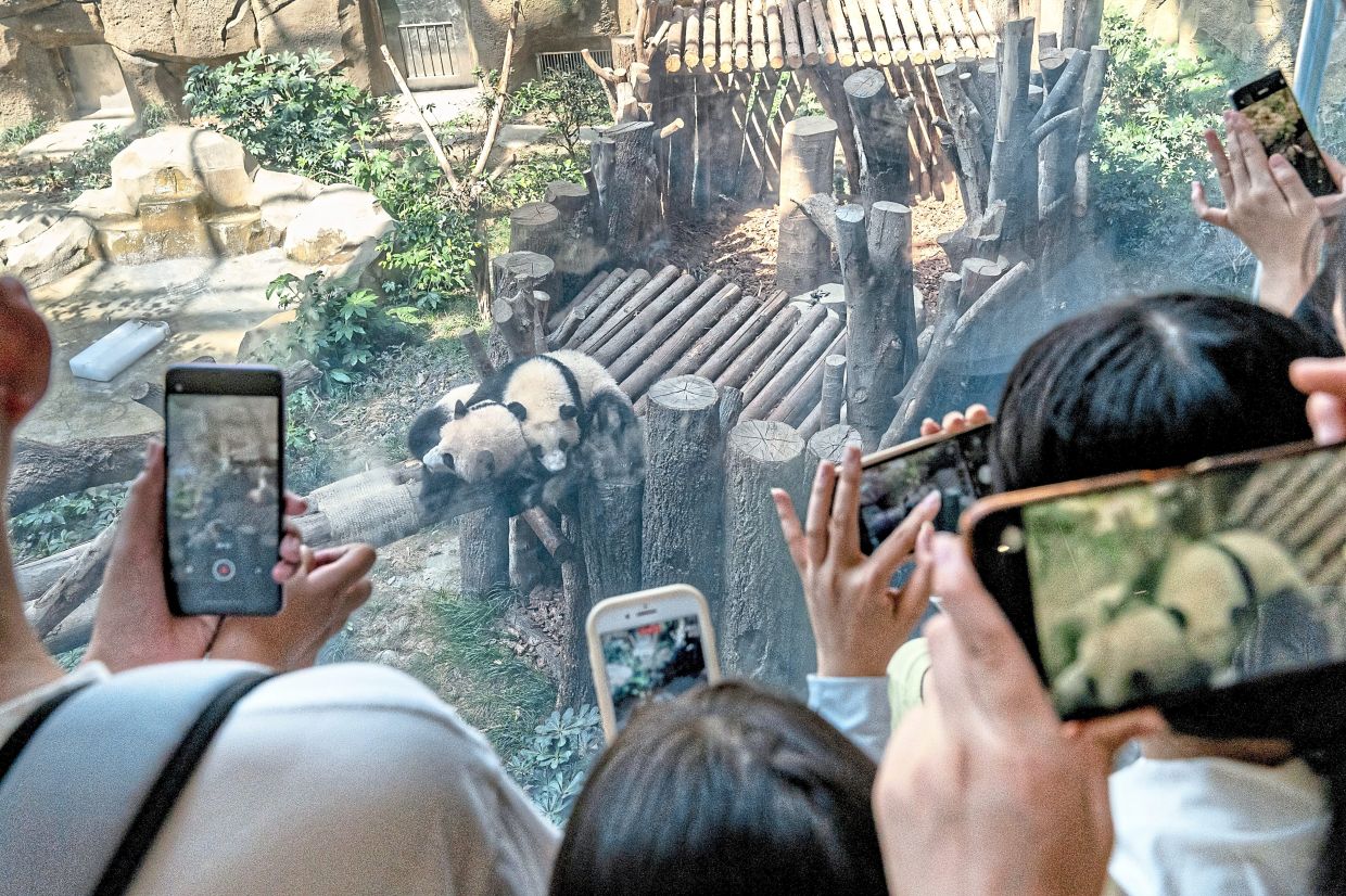 Visitors taking photos and videos of pandas at the Chengdu Research Base of Giant Panda Breeding in Chengdu. — The New York Times