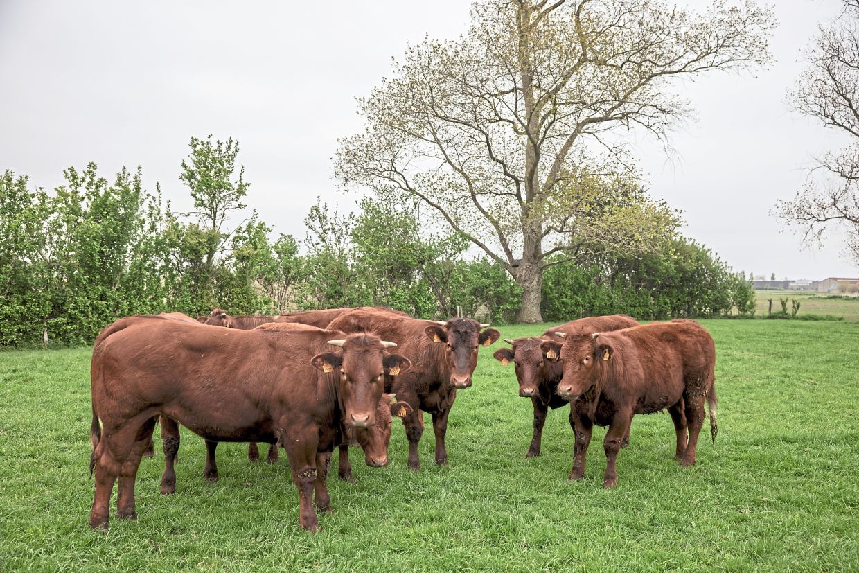 West Flemish Red cattle at Dierendonck’s farm in Veurne, Belgium. — Jim Huylebroek/The New York Times