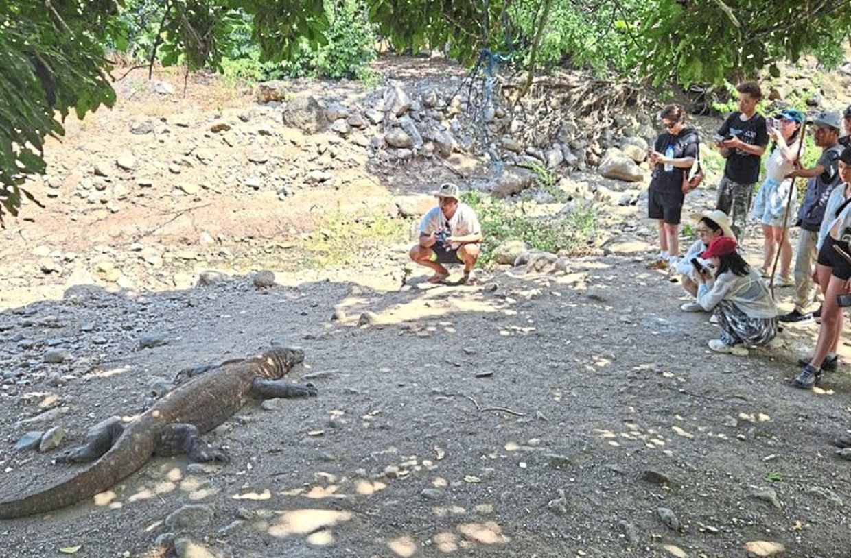 Cause for concern: Experts have warned that allowing visitors to have close encounters with Komodo dragons would reduce the reproductive fitness of the ancient lizards. — The Straits Times/ANN