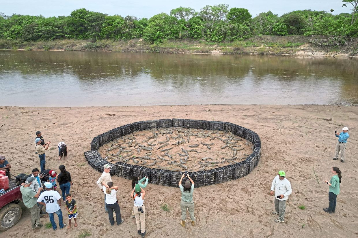 A group of specialists, workers and volunteers preparing Orinoco crocodile hatchlings raised in captivity for their release into the wild at the Capanaparo River near Elorza, Apure State, Venezuela. — Reuters