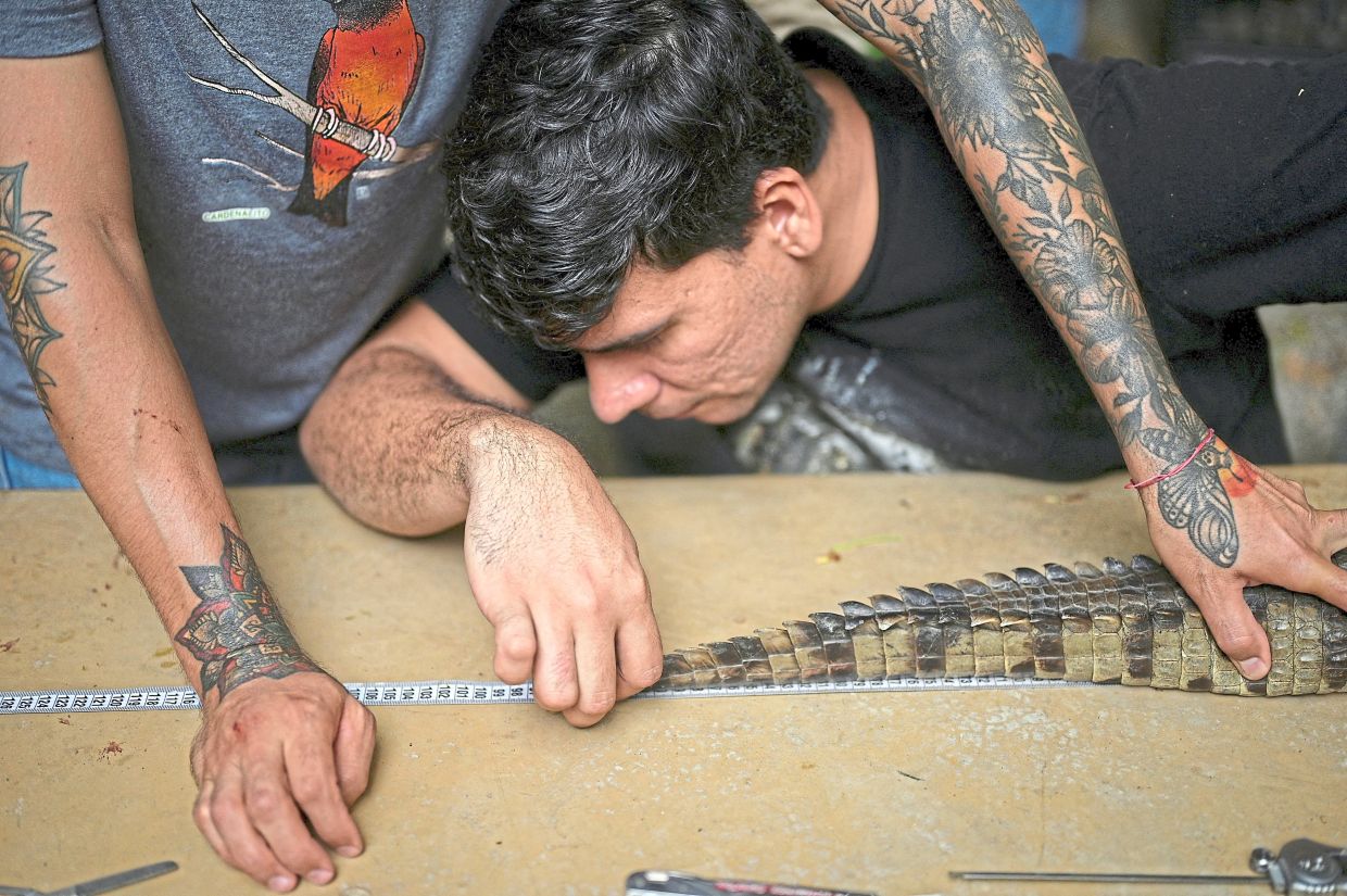 Alvarado, measuring a hatchling, remains one of the very few in a quest to save the critically-endangered Orinoco crocodile. — Reuters