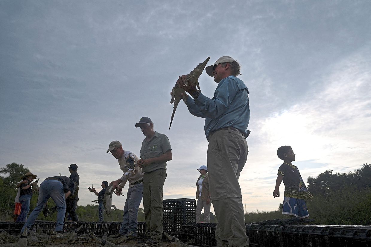 A group of specialists, workers and volunteers carrying Orinoco crocodile hatchlings to release them into the wild at the Capanaparo River in Venezuela. — Reuters