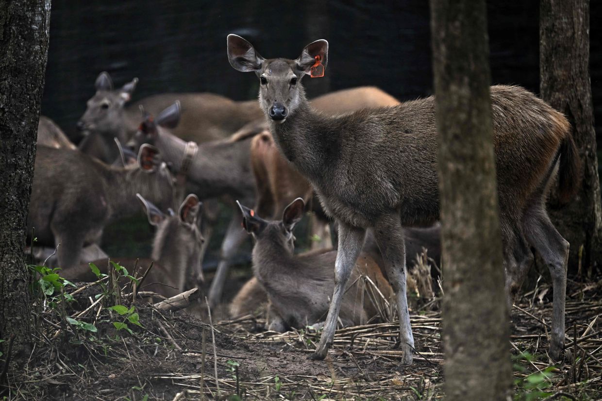 Sambar deer in an enclosure before being released as part of a joint operation between the Department of National Parks, Wildlife and Plant Conservation and World Wildlife Fund (WWF) Thailand to increase the number of tiger prey in the wild, in the Khlong Lan National Park in Thailand. - AFP