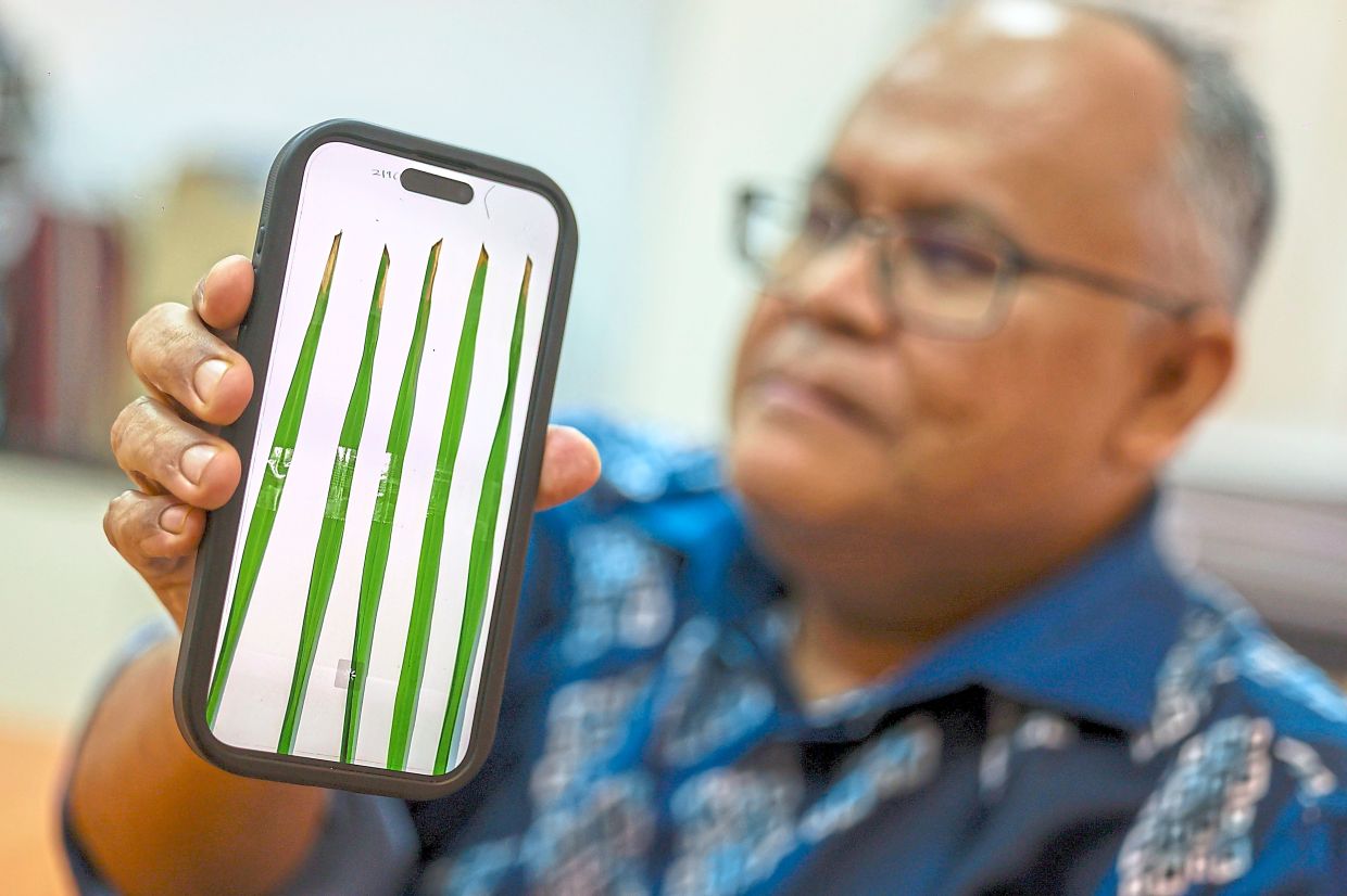 Zulkifli showing a photo of the padi leaves that are disease-resistant.