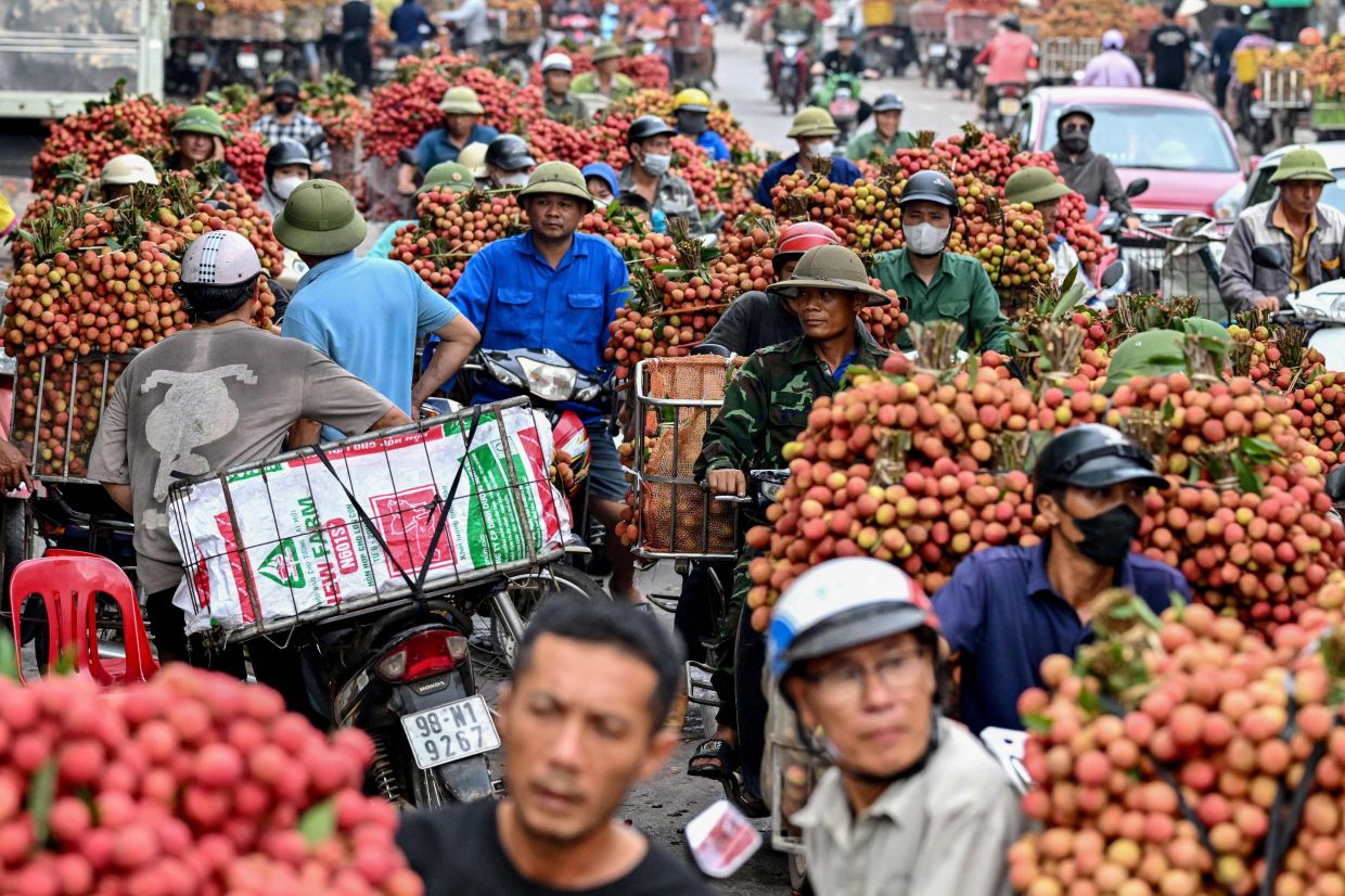 Vietnamese farmers transport harvested lychees to sell to traders at a wholesale market in Luc Ngan district of Vietnam's Bac Giang province. --Photo by Nhac NGUYEN / AFP