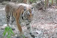 Prey releases help tiger population bounce back