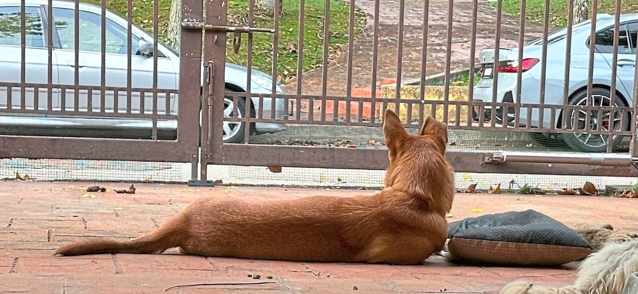 Jesse with her pillow, guarding the house.