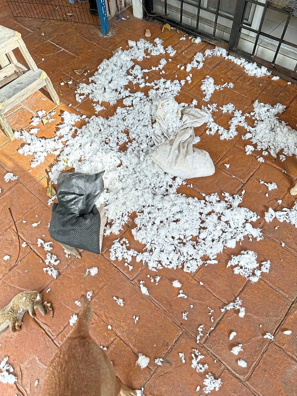 All pups are raptors and Jesse had a lovely time destroying this cushion.