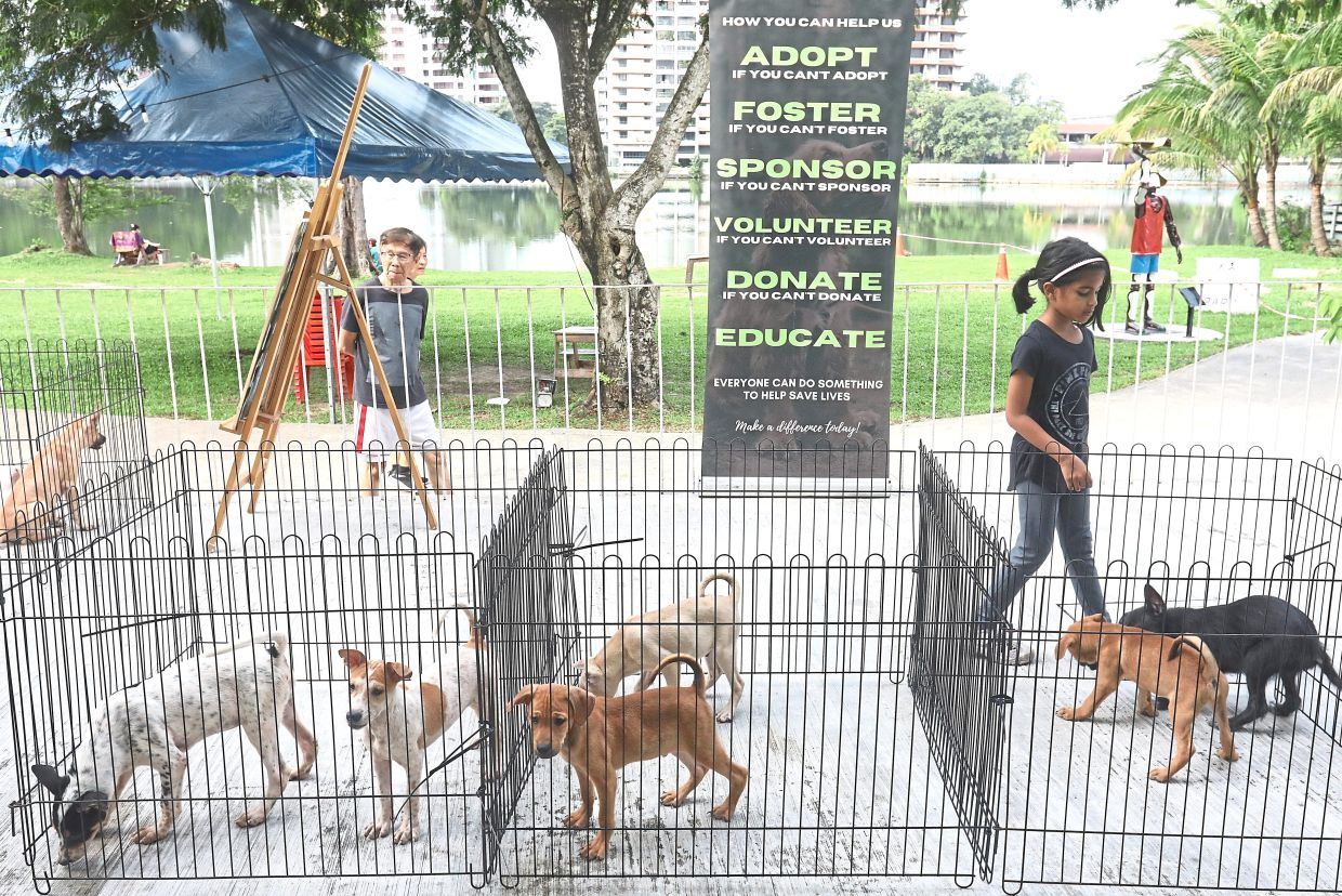 Adoption an option to help animals find a home. — Photos: Filepix and courtesy pic