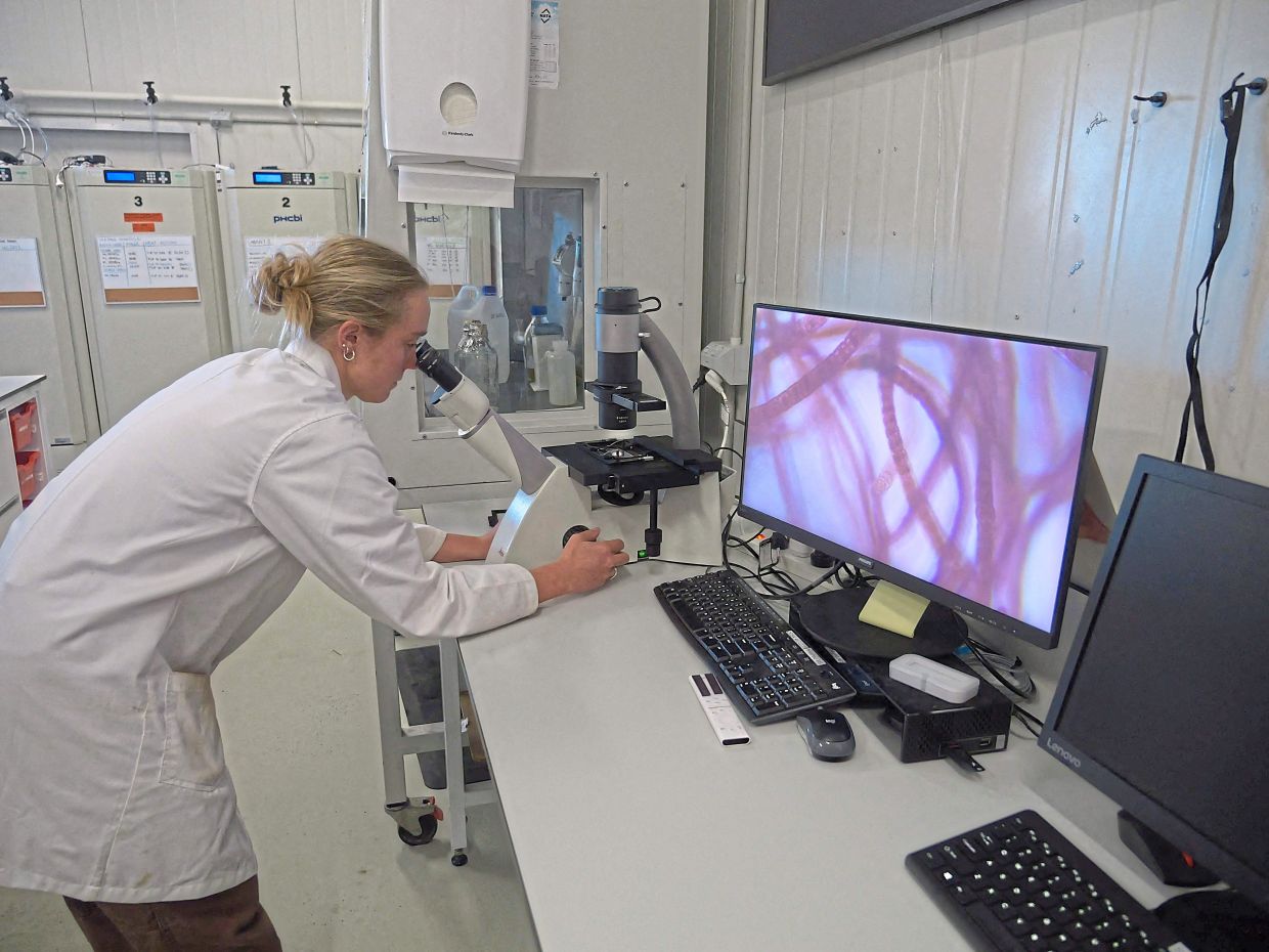 A SeaForest employee observing an algae sample under a microscope.