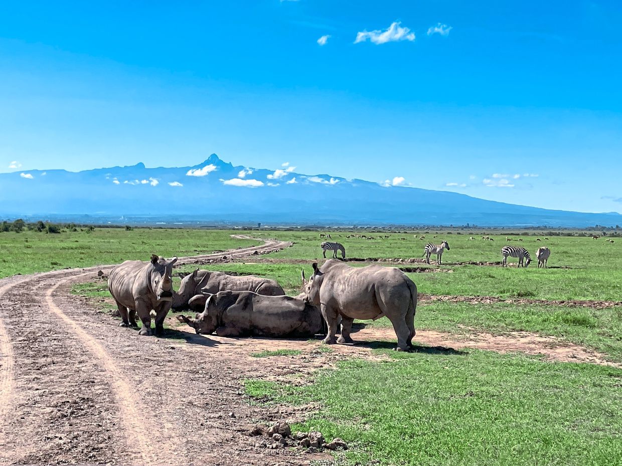 A group of rhinos linger next to some zebras, with Mount Kenya towering in the background. — EVA-MARIA KRAFCZYK/dpa