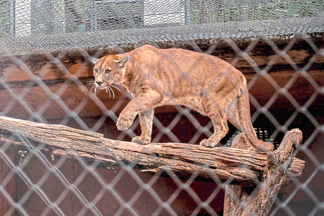 A puma (Puma concolor) is pictured at the Mata Ciliar association, an organization for the conservation of biodiversity, in Jundiai, Sao Paulo state, Brazil, on May 28, 2025. Twenty-five pumas and ten jaguars are currently recovering at the Brazilian Center for the Conservation of Neotropical Felines at Mata Ciliar, a site as large as 40 football fields where monkeys, wild dogs, maned wolves, ocelots, and other regional animals are also rehabilitated. (Photo by Carlos FABAL / AFP)