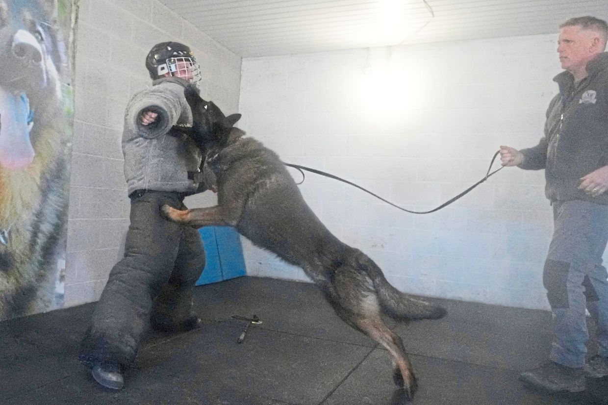 Lobo attacks a pretend criminal during a training session.