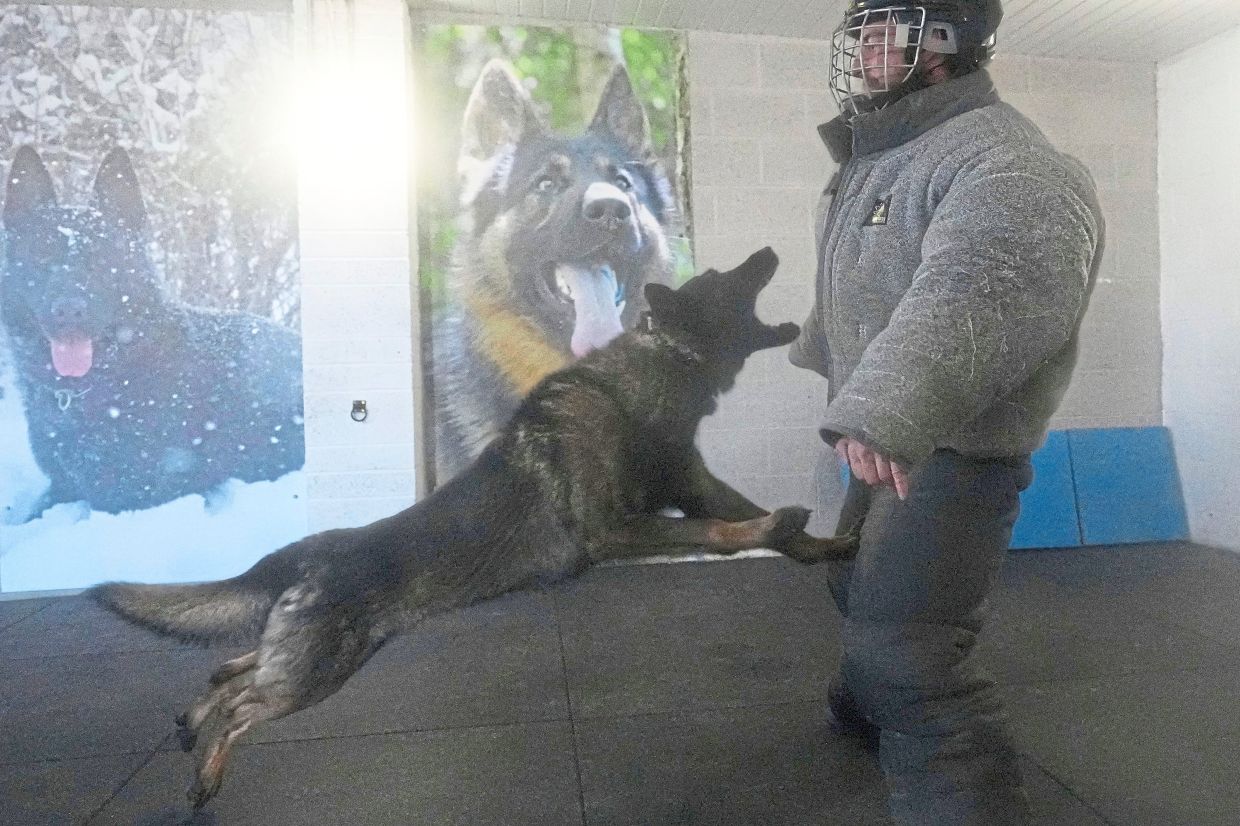 Lobo attacks a pretend criminal during a training session.