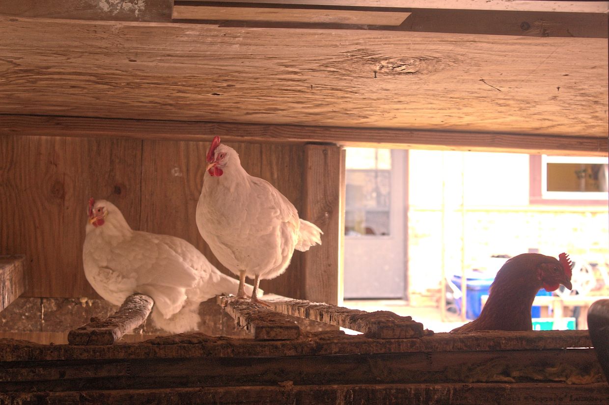Chickens rest in a coop built by Meyer.