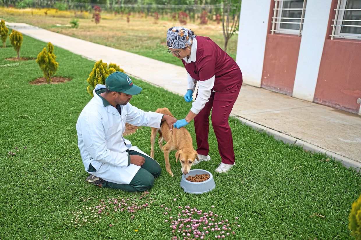 A worker and a vet pet a dog at a centre for neutering and vaccinating strays dogs on the outskirts of Rabat, Morocco.