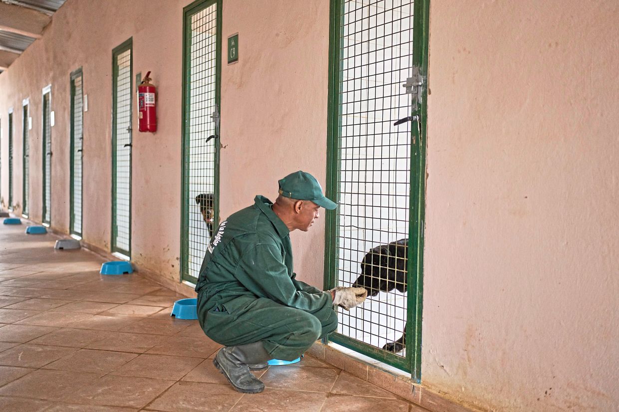 A worker pets a dog at the centre.