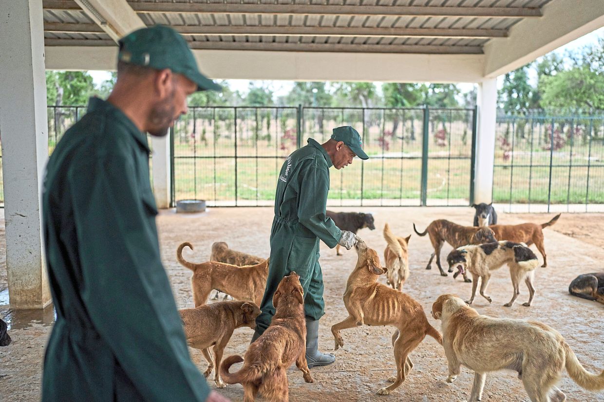 Some staff members say they grow so attached to the dogs that they miss them when they’re released to make space to treat incoming strays.