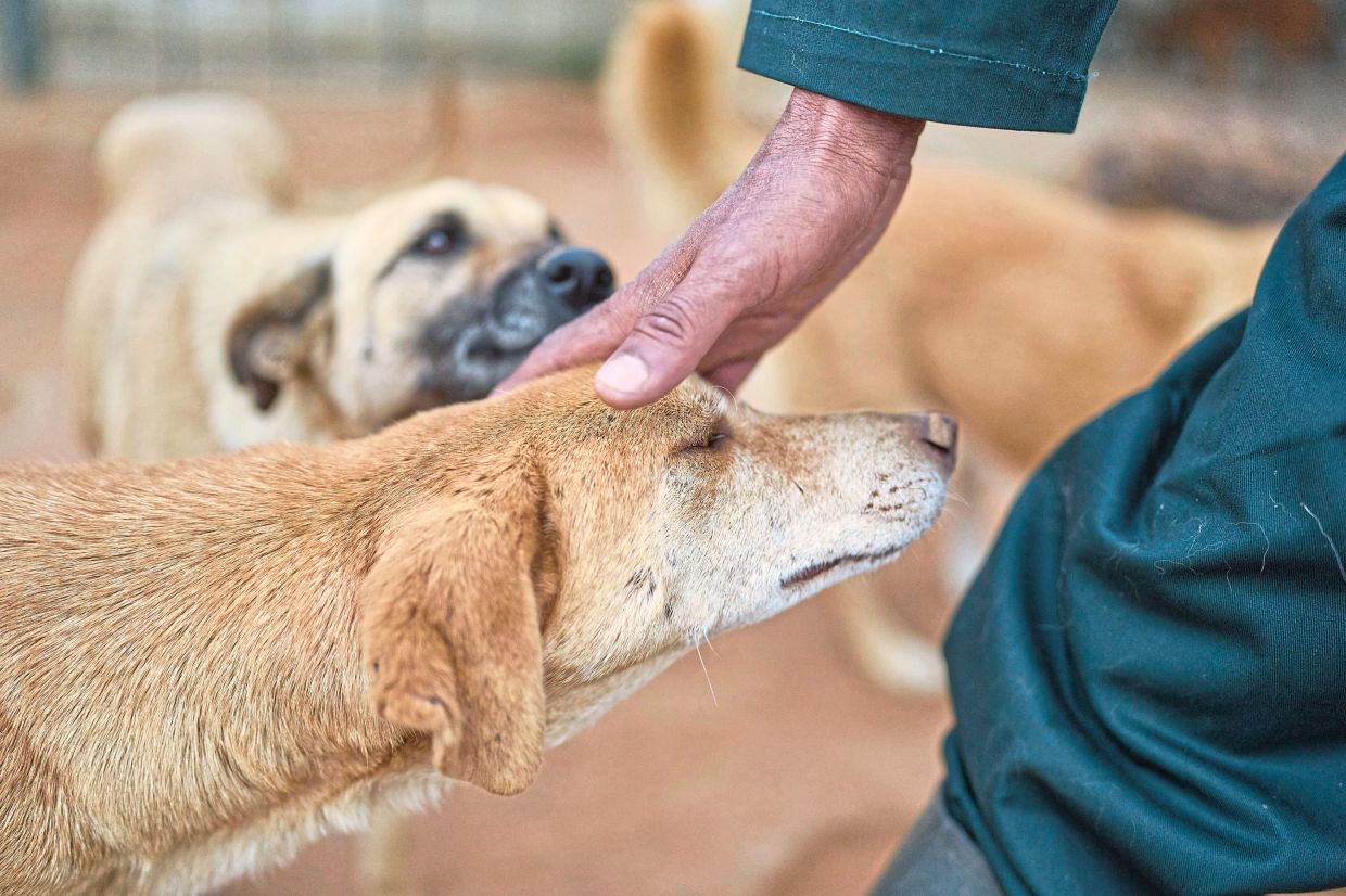 The centre is designed to gradually reduce stray dog population.