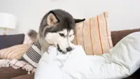 How to manage a teething puppy