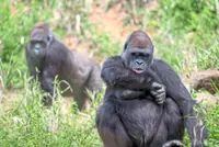 For gorillas, friendship isn’t always a gift