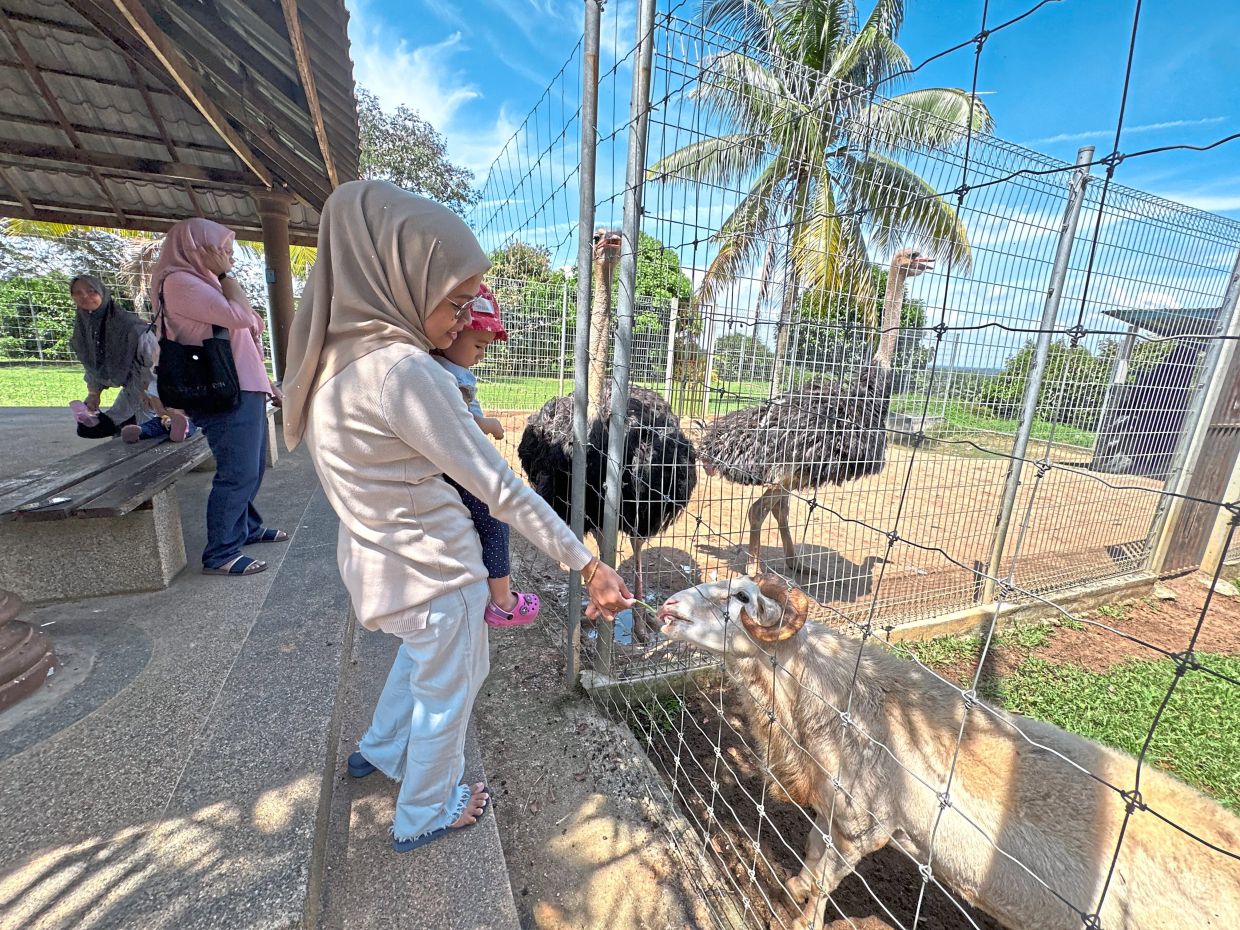Some agrotourism spots such as Selangor Fruit Valley allow people to engage with and feed animals.