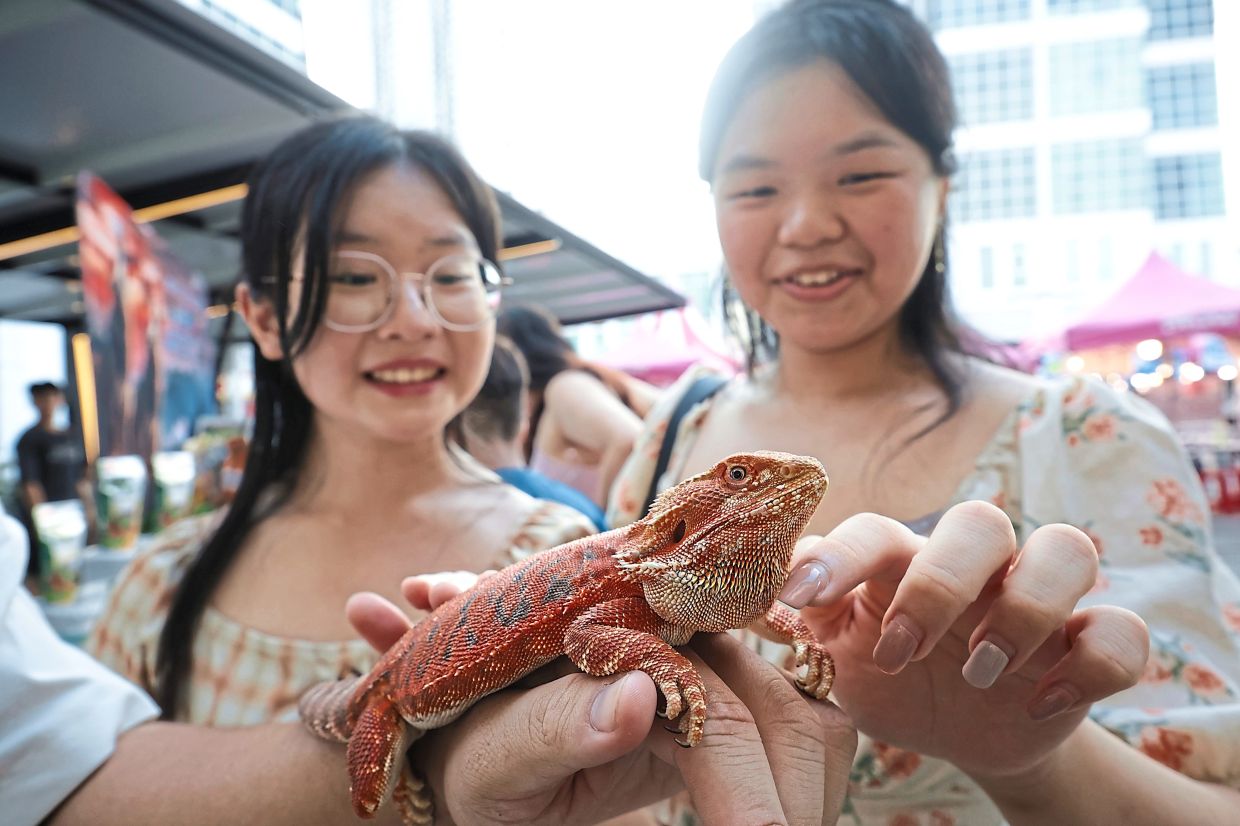 Scaly experience: Lee (left) and Xuan Rou petting a bearded dragon at the Popipop Market.