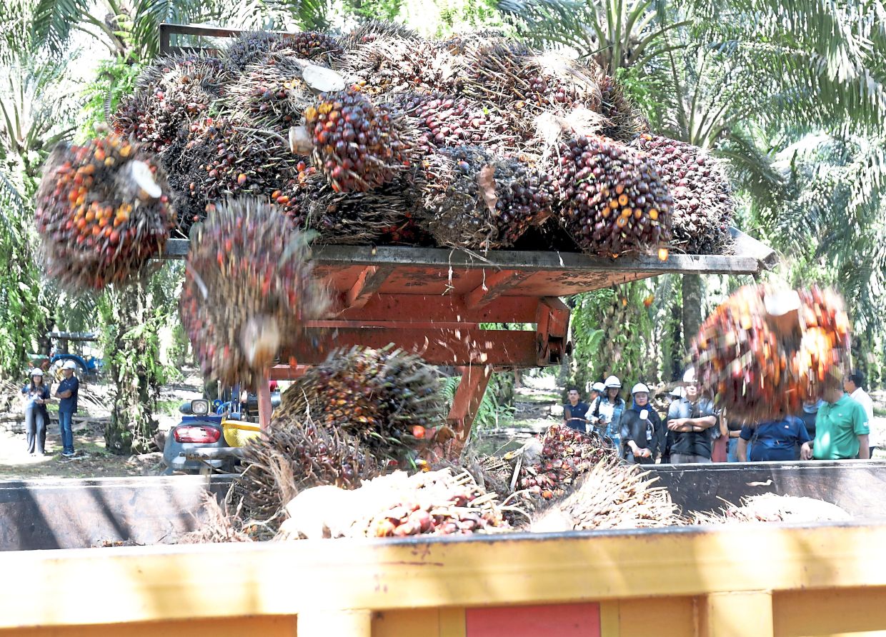 HLIB Research said it has maintained 2025 to 2026 crude palm oil price assumptions of RM4,000 per tonne and RM3,800 per tonne for now.