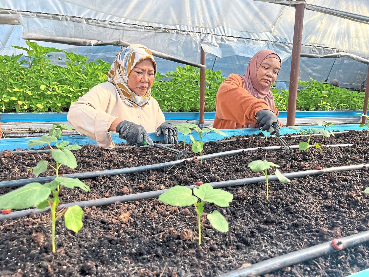 Rosliza (left) and Ramlah loosening the soil, part of their routine at the Impian Emas Flats community farming project in Skudai, Johor.