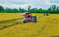 Hanoi develops high-quality rice zones