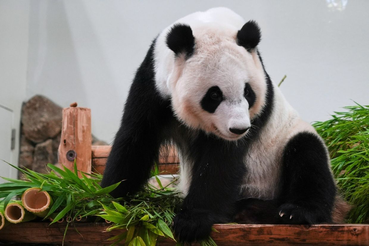 Giant panda Saihin, one among the four pandas on loan to Japan which will soon be heading back to China sits inside an enclosure at Adventure World in Shirahama, Wakayama Prefecture, Japan, Friday, June 27, 2025. -- AP Photo/Ayaka McGill